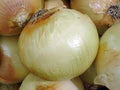 Onion, Texas Early Grano Onion Seeds, Heirloom, NON GMO, Country Creek Acres
