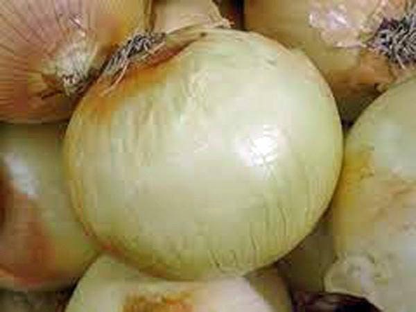 Onion, Texas Early Grano Onion Seeds, Heirloom, NON GMO, Country Creek Acres