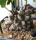 Dioscorea elephantipes, rare cactus, 5 seeds [SEEDS ONLY]
