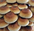 5 Gourmet Mushroom Liquid Cultures - your choice