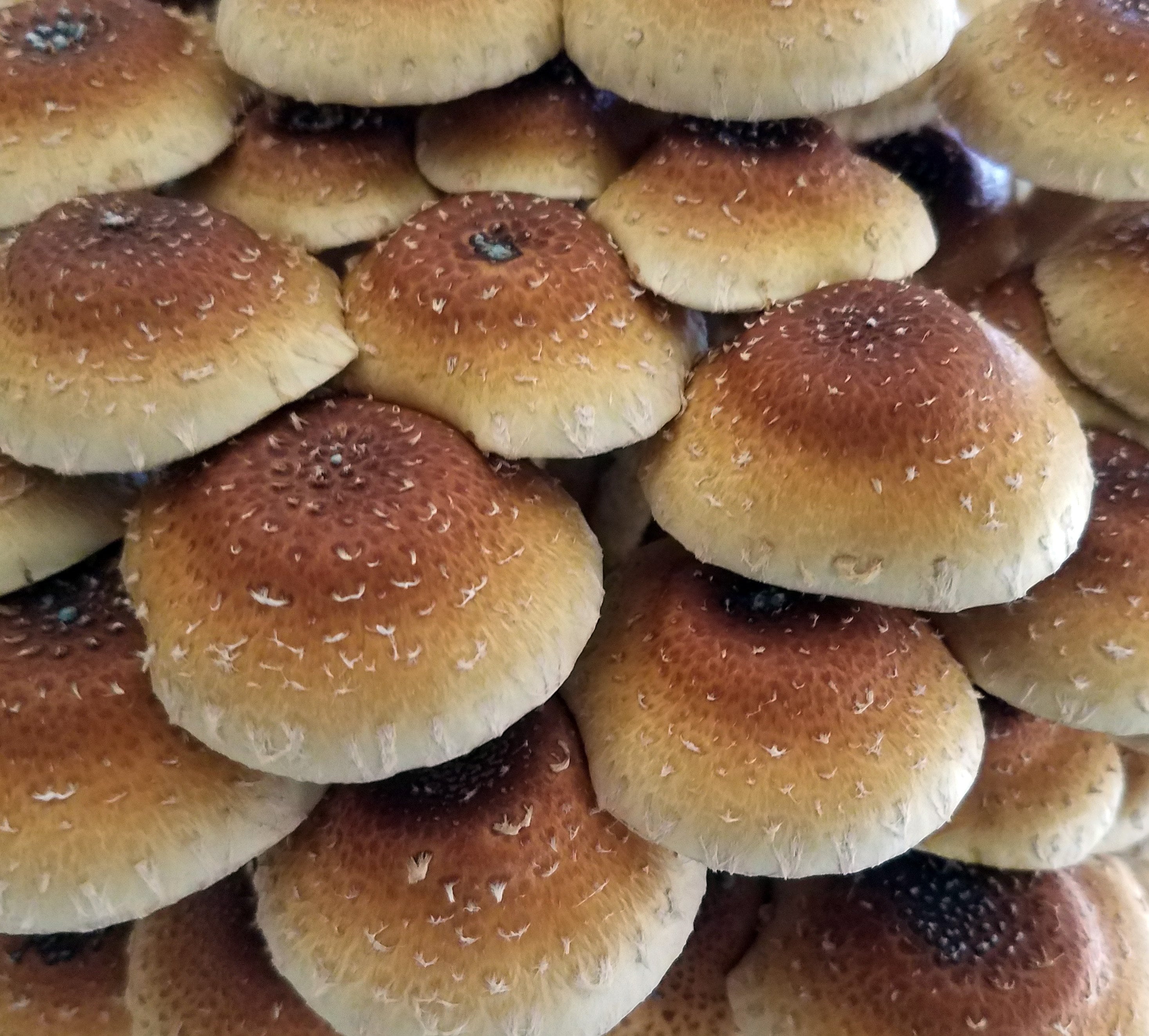 5 Gourmet Mushroom Liquid Cultures - your choice
