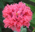 Double Pink poppy seeds 25