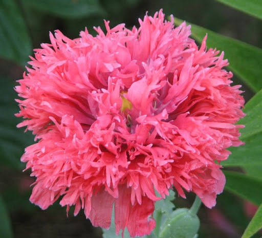 Double Pink poppy seeds 25
