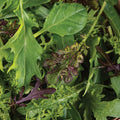 Lettuce   Cheap frills green mix vegetable seed 100