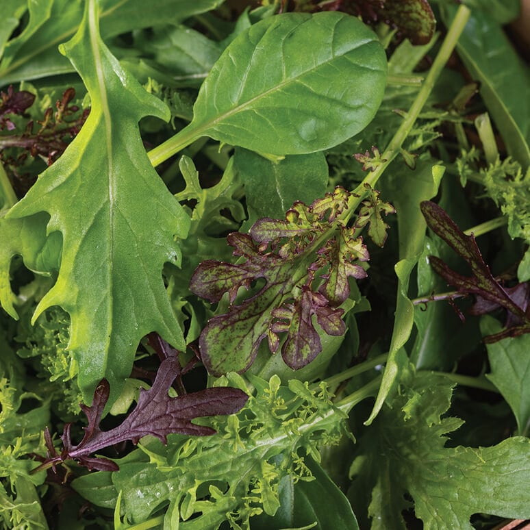 Lettuce   Cheap frills green mix vegetable seed 100