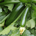 Dark Green Zucchini Squash Seeds 20 Ct Summer Vegetable Garden Heirloom NON-GMO