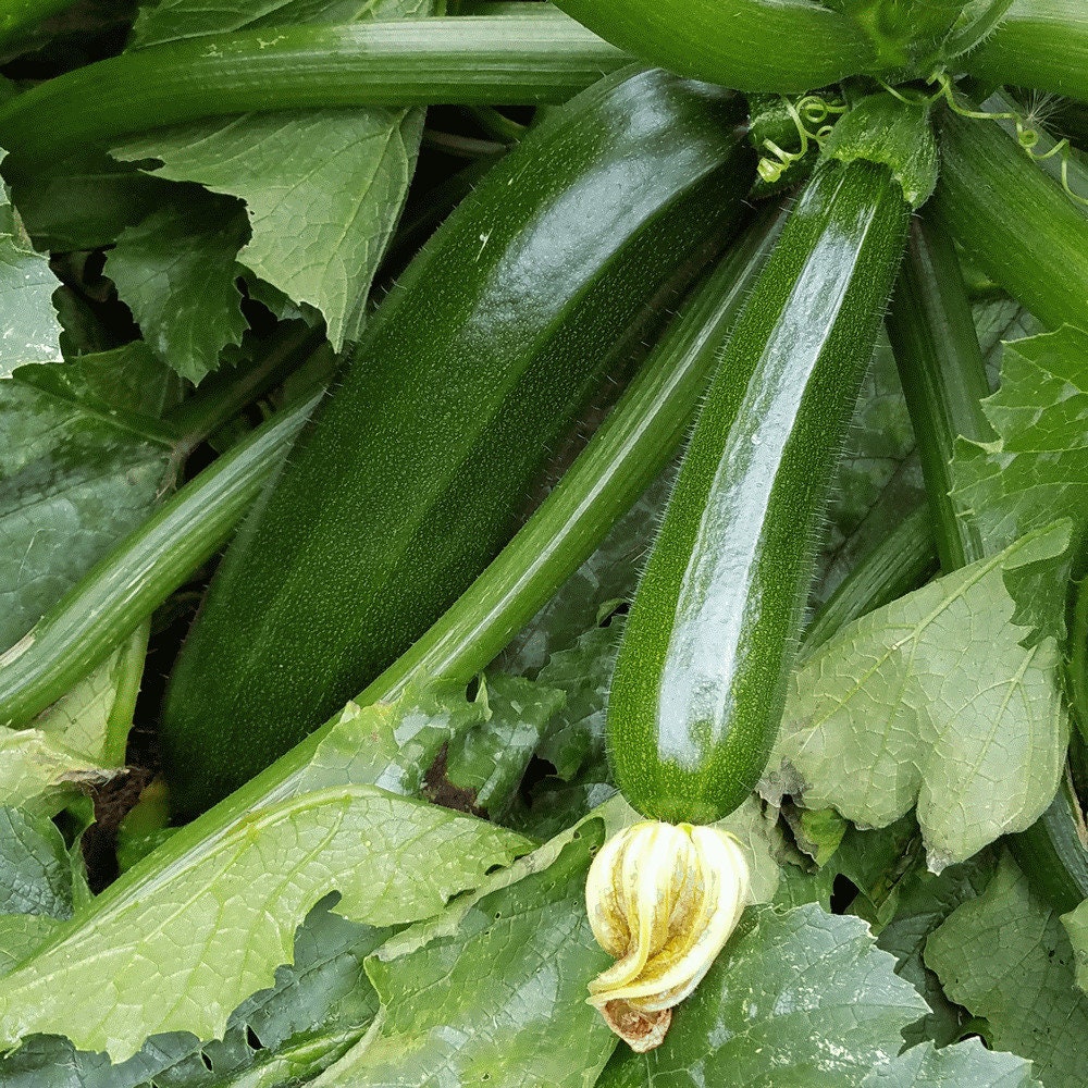 Dark Green Zucchini Squash Seeds 20 Ct Summer Vegetable Garden Heirloom NON-GMO