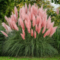Pink Pampas Ornamental Grass (Cortaderia Selloana 'Pink') Seeds