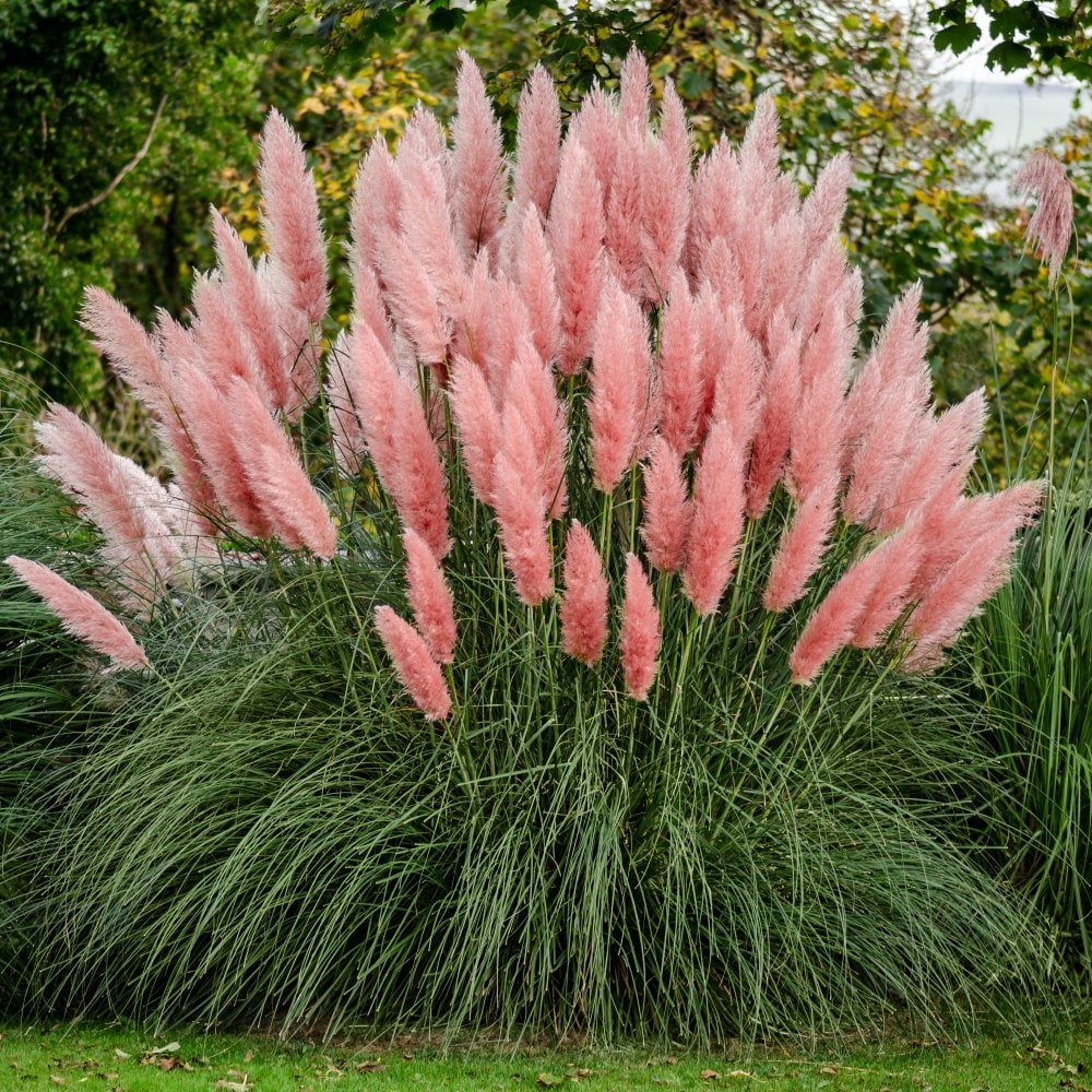 Pink Pampas Ornamental Grass (Cortaderia Selloana 'Pink') Seeds