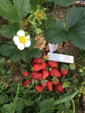 10 Mara Des Bois Strawberry Seeds Med-Large Berries