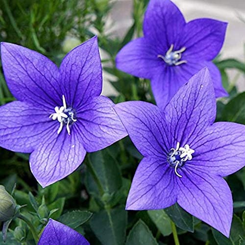 200 Blue Balloon Flower Perennial Seeds. Ships free