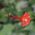 50 Red Star Scarlet Morning Glory seeds Ipomoea hederifolia vine Florida Native