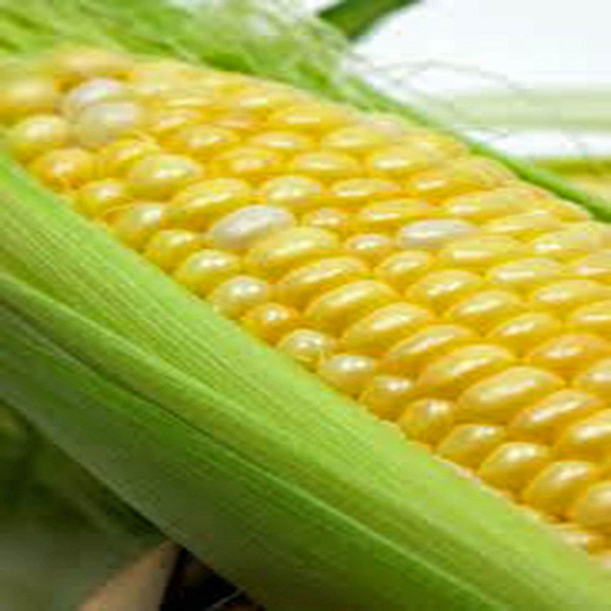 CORN Seeds, Bi-Color, Butter N Sugar, Heirloom, NON- GMO Seeds, Country Creek Acres