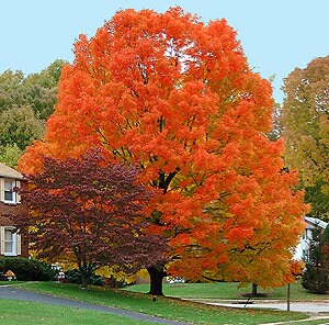 Mountain Maple Tree (Acer Spicatum) Seeds