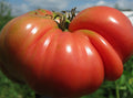 Mortgage Lifter Tomato Seeds | Heirloom | Organic