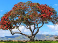 Pohutukawa Red Christmas Tree (Metrosideros Excelsa) Seeds