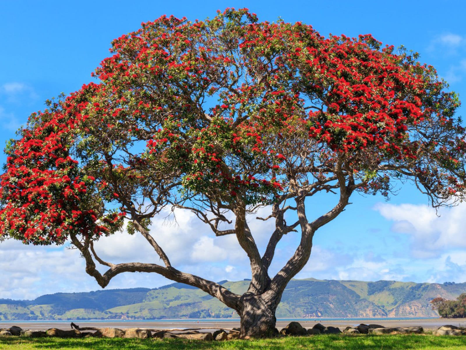 Pohutukawa Red Christmas Tree (Metrosideros Excelsa) Seeds