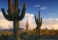 Saguaro Cactus Plant (Carnegiea Gigantea) Seeds