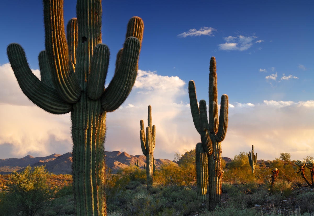 Saguaro Cactus Plant (Carnegiea Gigantea) Seeds
