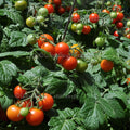 Regina Tomato Seeds: Micro Dwarf Red Cherry, Organic Heirloom