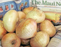 200+MAUI SWEET ONION Seeds Organic Short Day Spring Fall Heirloom Vegetable Garden Easy