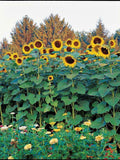 35+MAMMOTH BLACK RUSSIAN Sunflower Seeds Organic 9 -15' Tall Giant 15" Flower