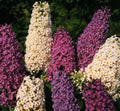 50 Butterfly Bush Butterfly Hybrids Mix Planting Seeds*12 in FRAGRANT flowers*Buddleia/Buddleja davidii*Summer Lilac*Sommerflieder*FLAT SHIP