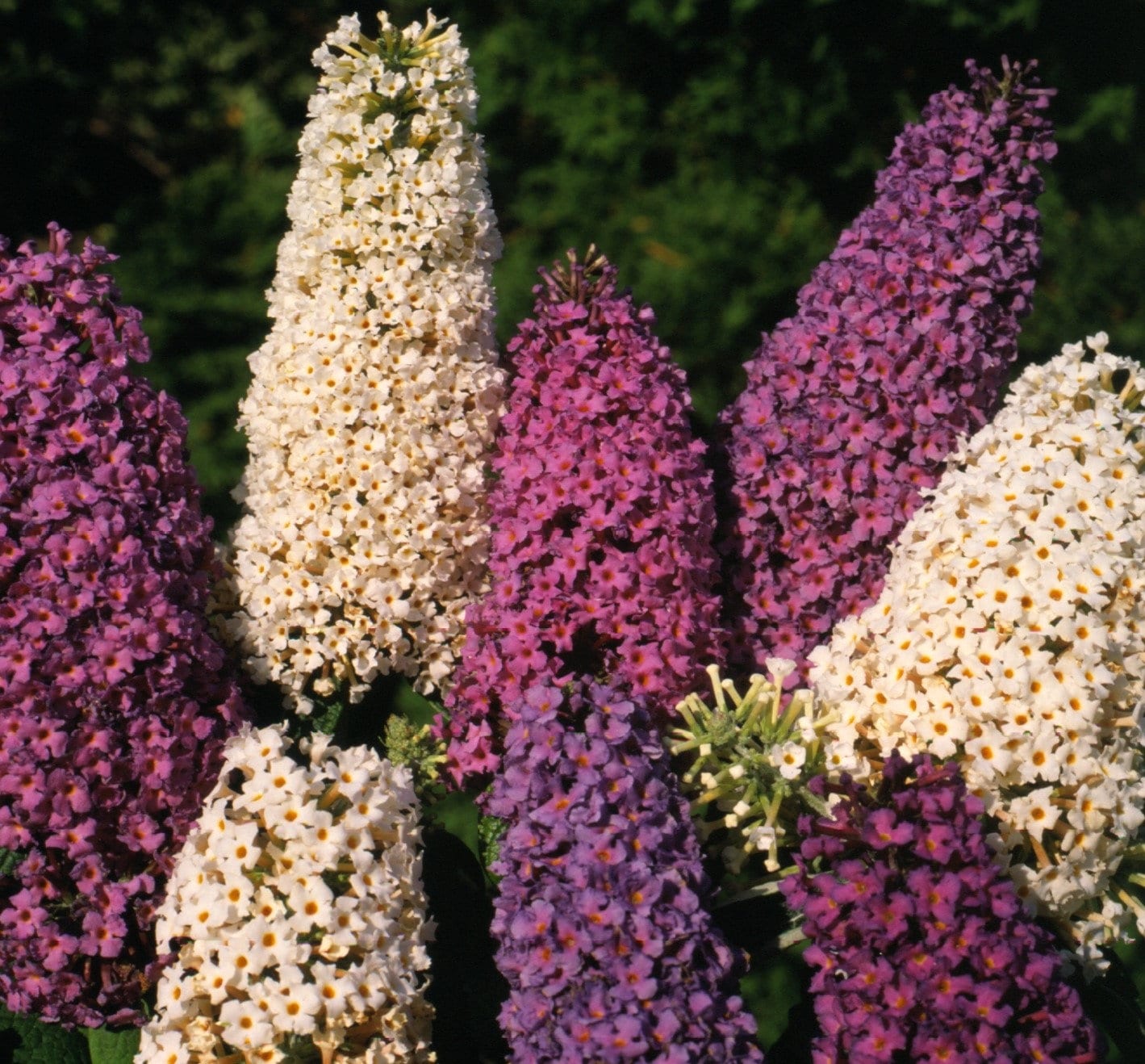 50 Butterfly Bush Butterfly Hybrids Mix Planting Seeds*12 in FRAGRANT flowers*Buddleia/Buddleja davidii*Summer Lilac*Sommerflieder*FLAT SHIP