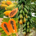 50 Papaya Seeds. Ships free