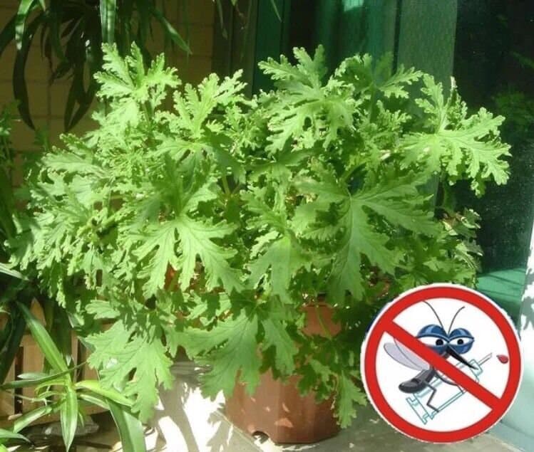 50Pcs riddex plant seeds Mosquito Repelling Grass Mozzie Buster Sweetgrass #0512