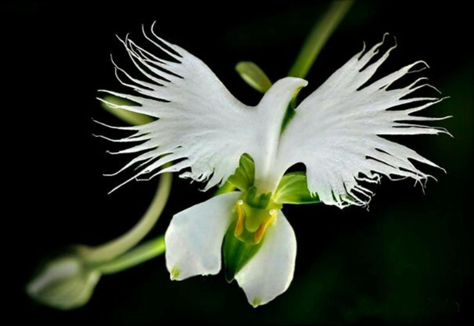 50PCS White Egret Orchid Seeds Heron orchid (NO Tracking#) 4982
