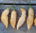 Sugar Rush Peach Pepper Premium Seeds Packet