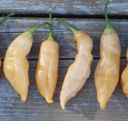 Sugar Rush Peach Pepper Premium Seeds Packet