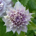 50PCS DBL White Purple Clematis Seeds Flowers Perennial Flower Seed