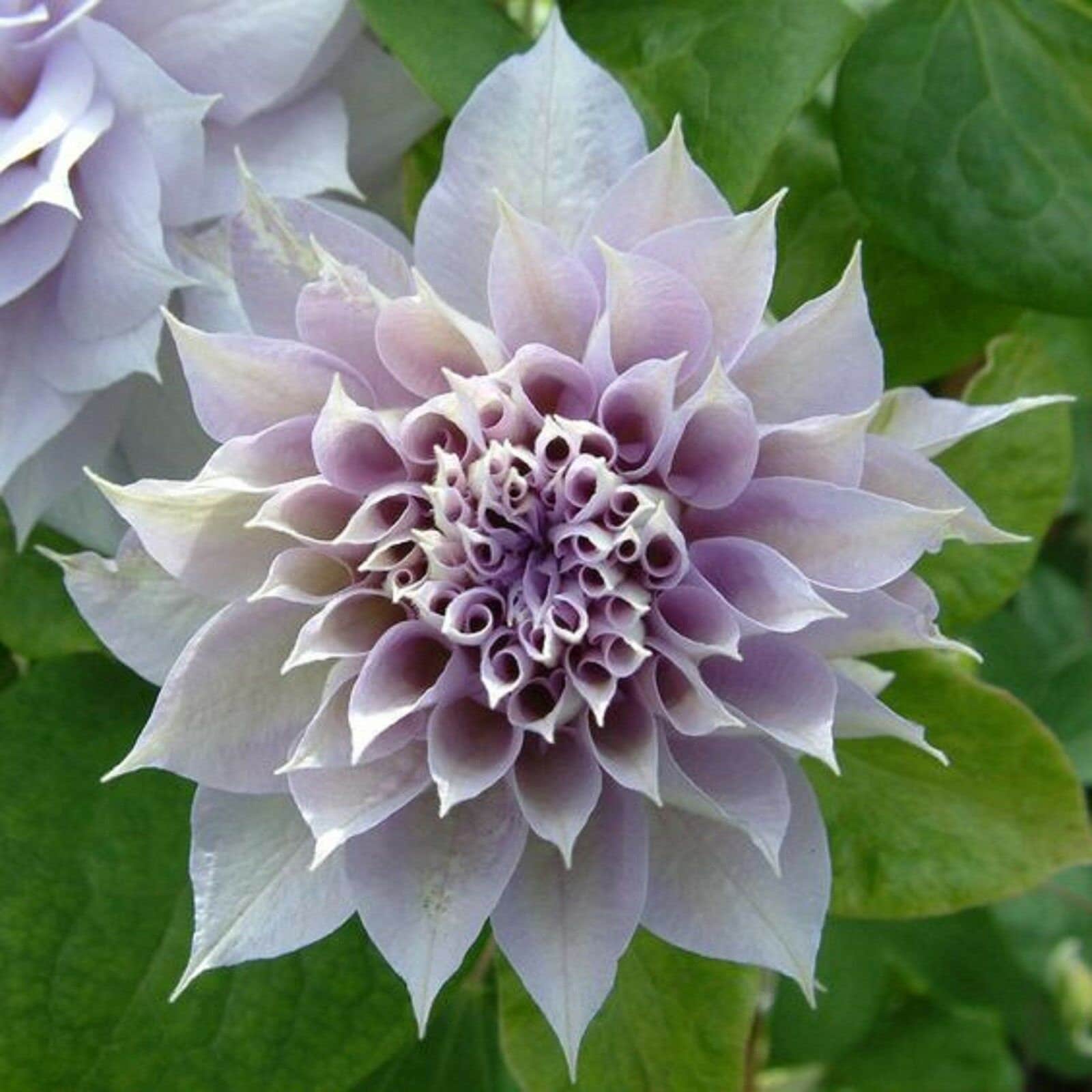 50PCS DBL White Purple Clematis Seeds Flowers Perennial Flower Seed