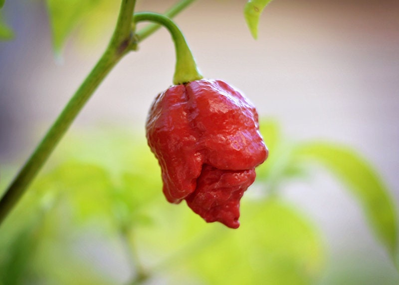 Moruga Scorpion pepper seeds - 10 seed pack