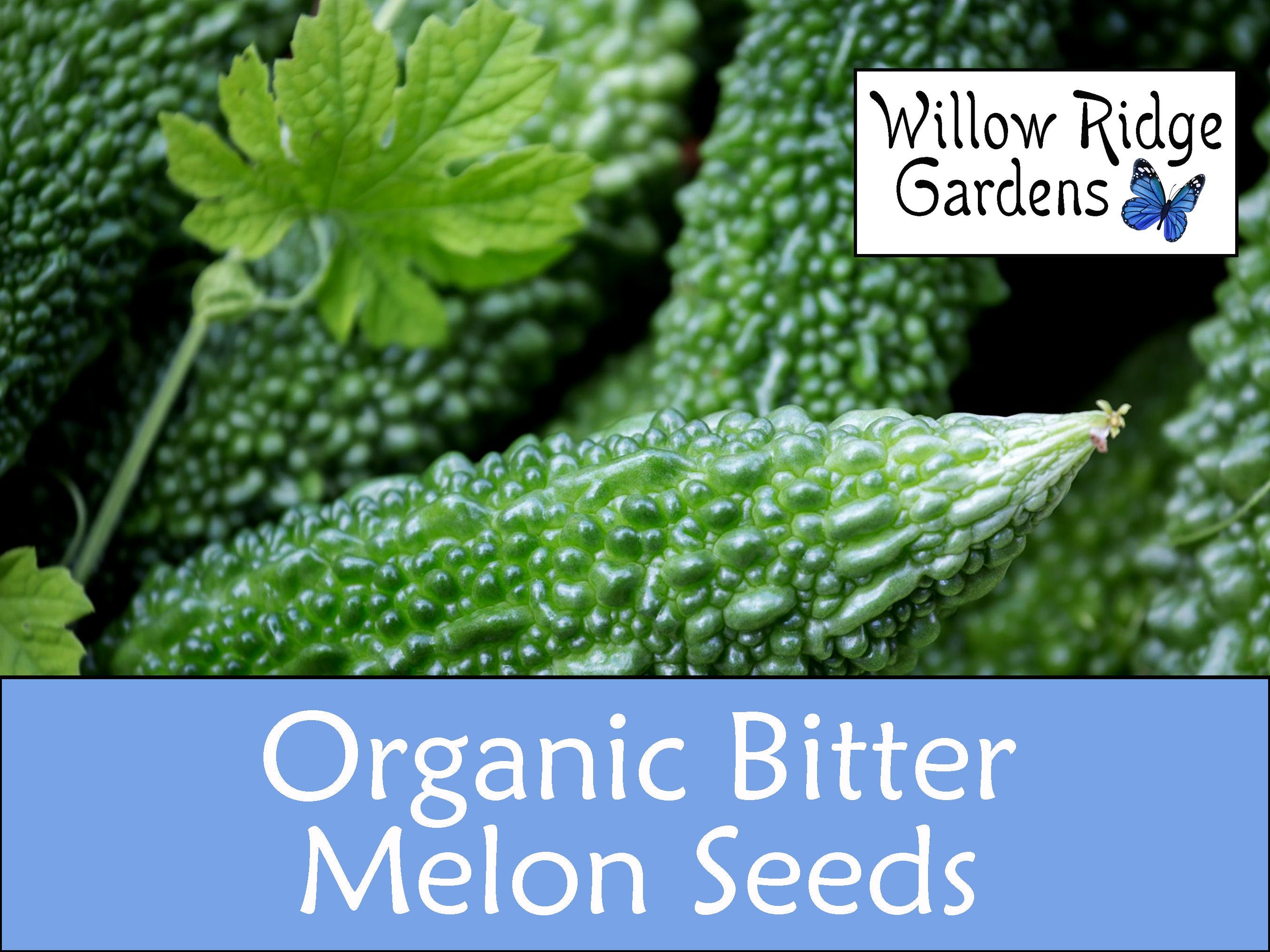 Organic Bitter Melon Seeds, 10+ Seeds, Medicinal Herbs, Heirloom Seeds, Non GMO, Plant, USA Grown