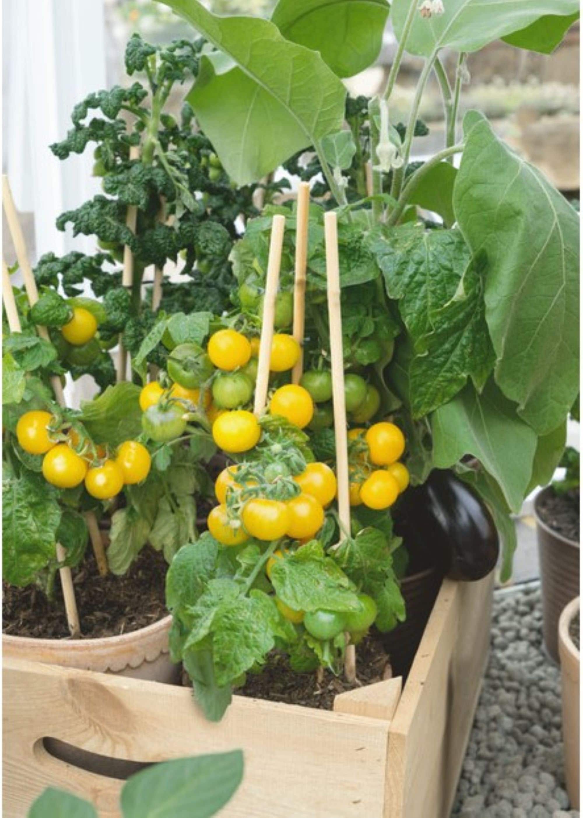 10 Patio Choice Yellow cherry tomato seeds - Sweet ! Juicy ! Compact ! USA !!