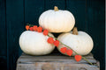 10 Valenciano pure White pumpkin seeds - USA ! Halloween ! Fall ! Edible ! Pie! Specialty ! Unique !