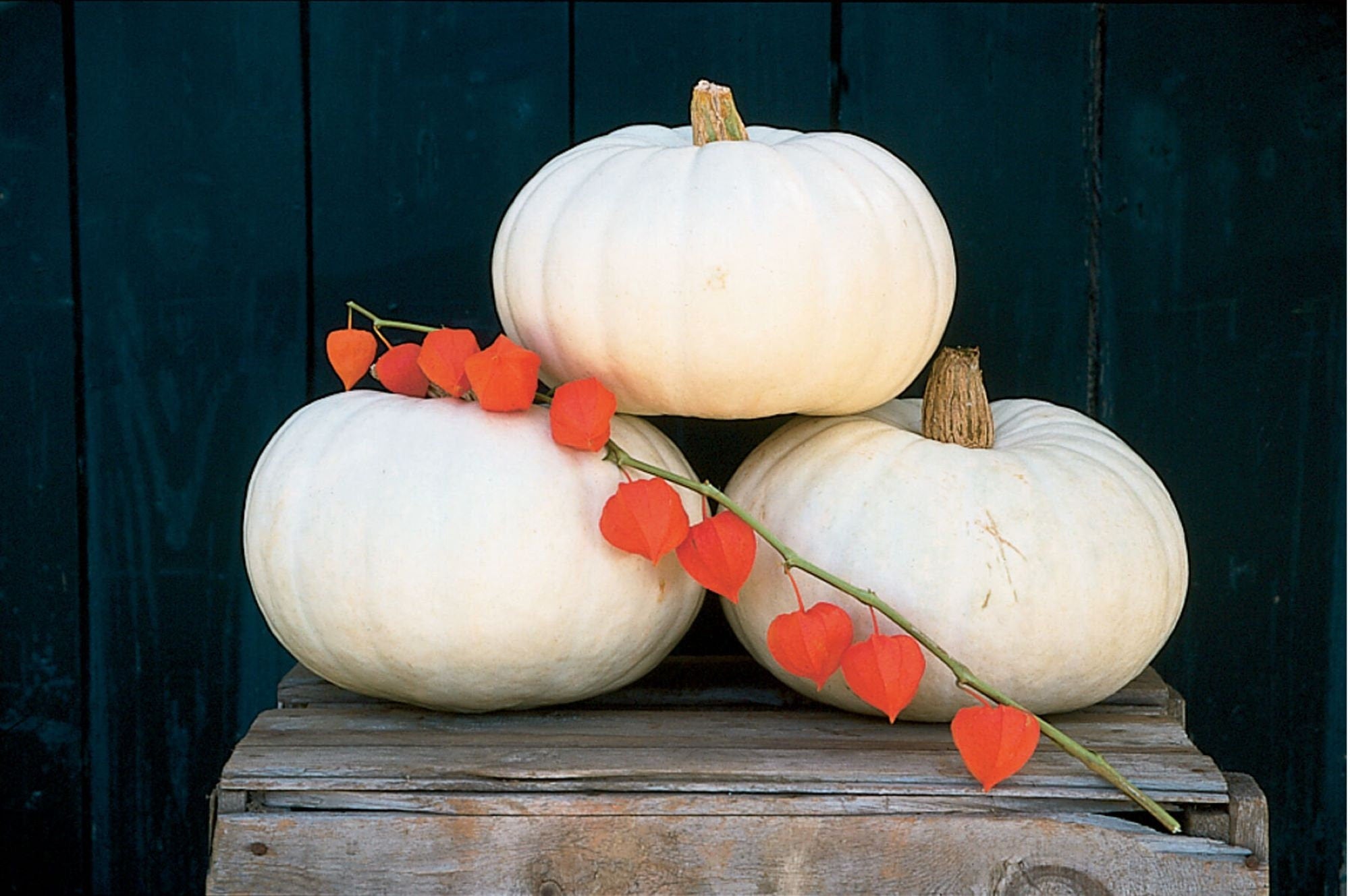 10 Valenciano pure White pumpkin seeds - USA ! Halloween ! Fall ! Edible ! Pie! Specialty ! Unique !