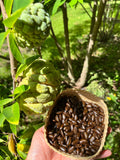 600 organic sugar apple seeds - No shipping to CA