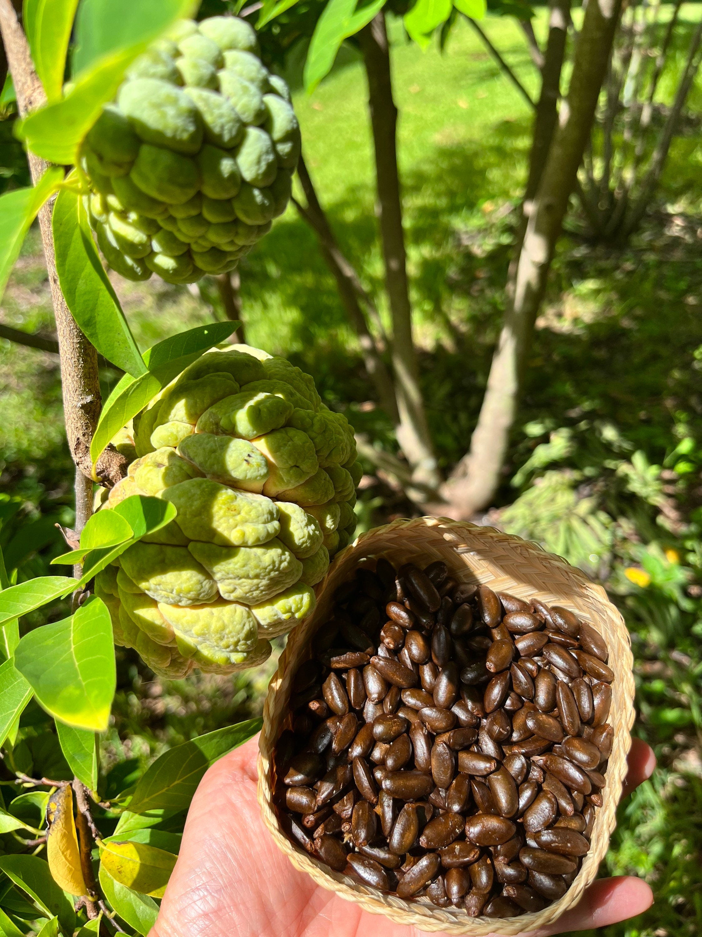 600 organic sugar apple seeds - No shipping to CA