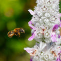 Lamb’s Ear Flower Seeds - Grow Beautiful Flowers Indoors, Outdoors, In Pots, Grow Beds, Soil, Hydroponics & Aquaponics
