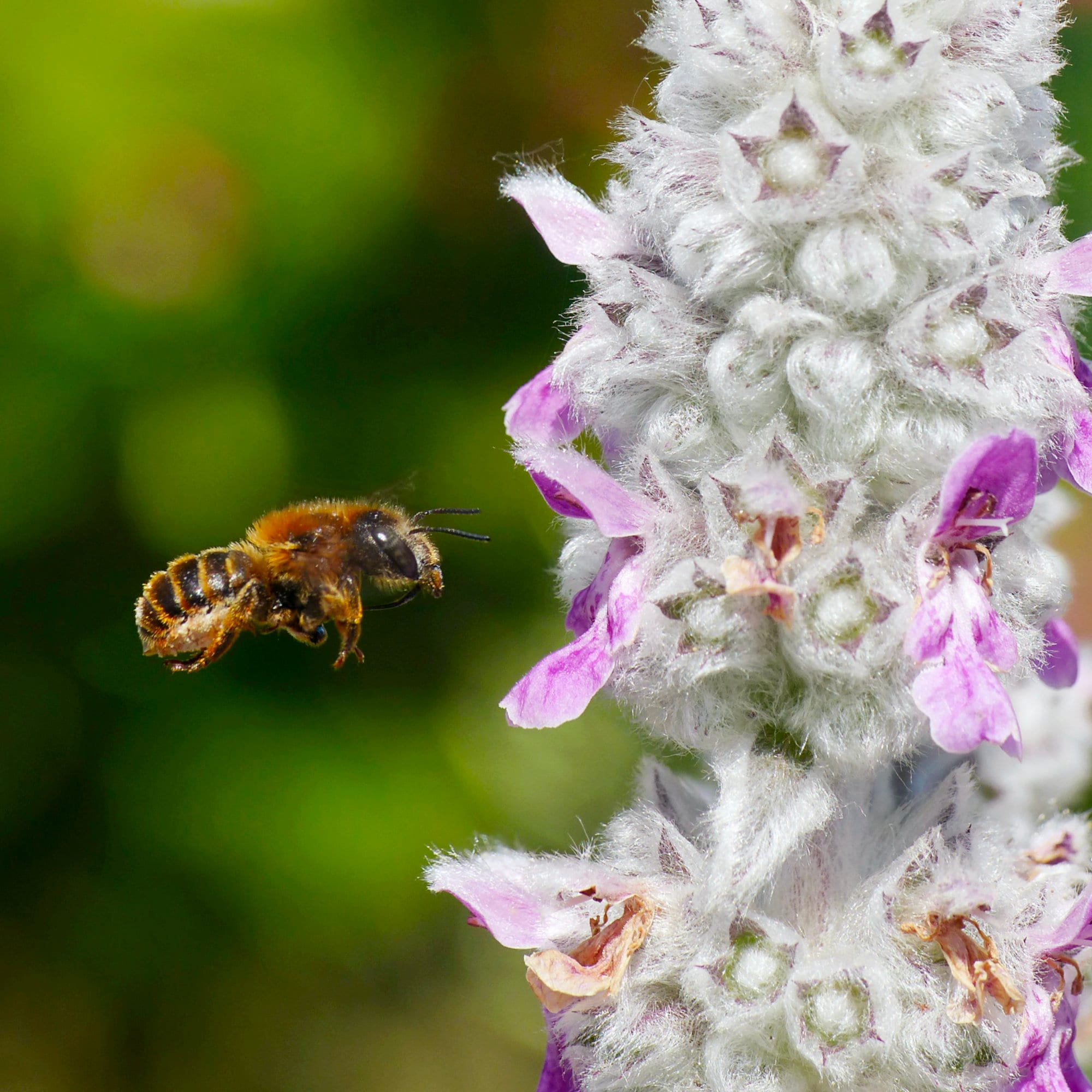 Lamb’s Ear Flower Seeds - Grow Beautiful Flowers Indoors, Outdoors, In Pots, Grow Beds, Soil, Hydroponics & Aquaponics
