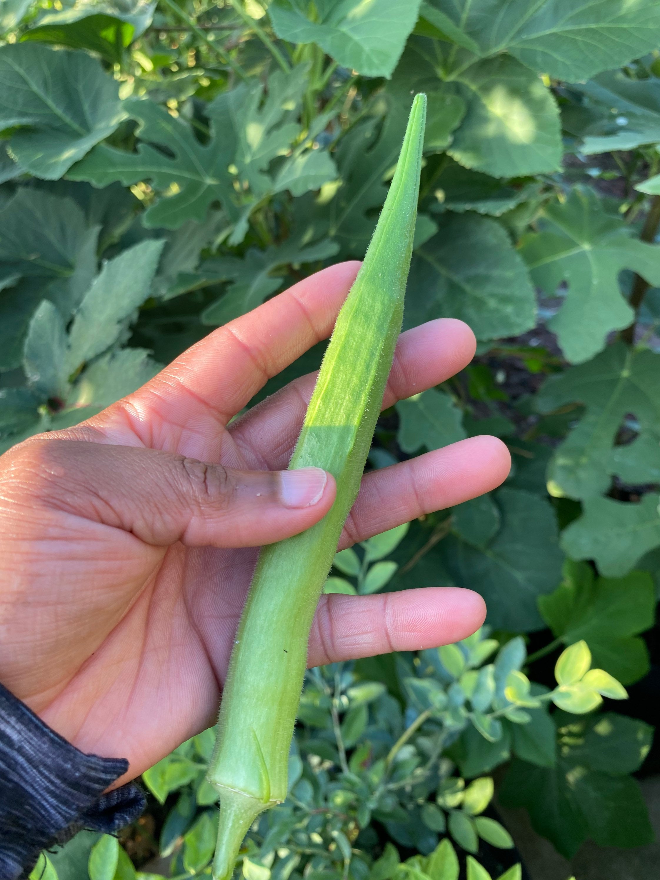 Perkins Long Pod Okra Seeds (Heirloom)