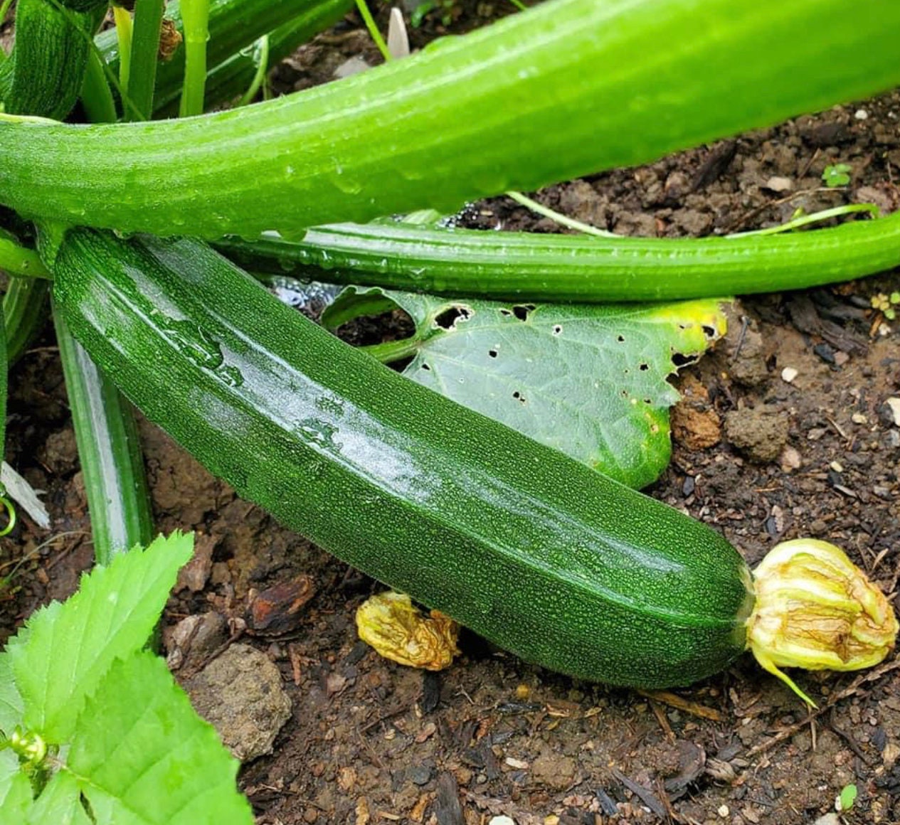 Dark Green Zucchini Seeds | Heirloom | Organic | Summer Squash