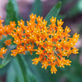 Butterfly Weed Seeds - Organic, Heirloom, Non GMO - Grow Indoors, Outdoors, In Pots, Grow Beds, Soil, Hydroponics & Aquaponics