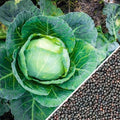 500 Cabbage Seeds - All Seasons - Organic