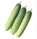 Korean Eun Cheon hybrid cucumber seeds - Asian ! Crisp ! Fresh ! Tasty !