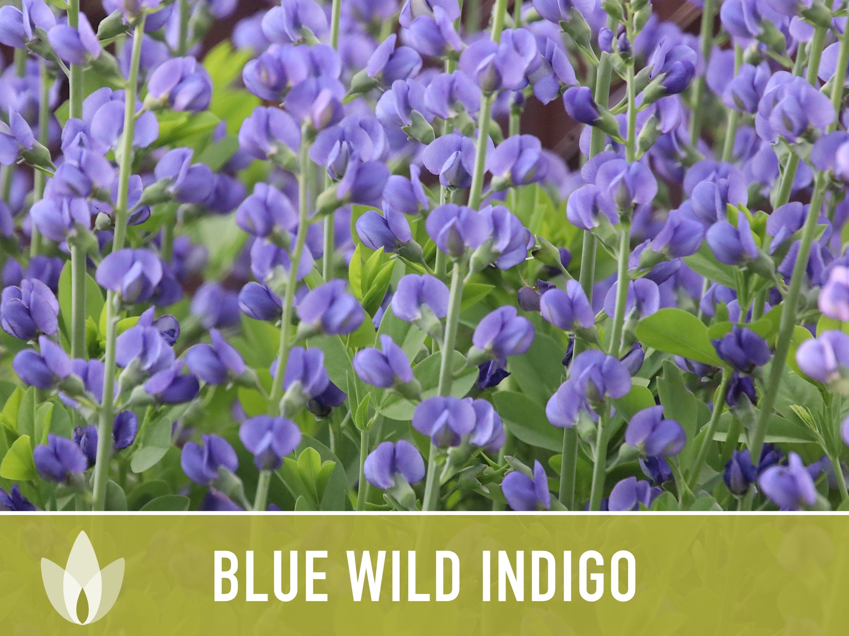 Blue Wild Indigo Flower Seeds- 35 Seeds, Heirloom Flower, Baptisia australis, Cut Flower Garden, Pea Blossoms, Native, Open Pollinated